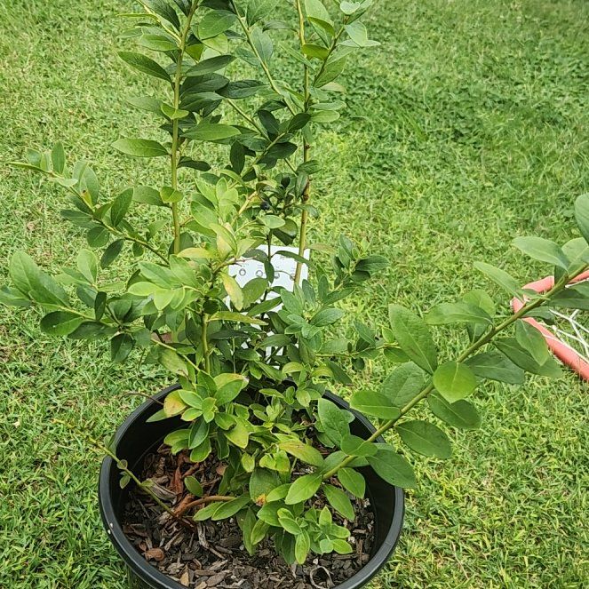 Photo of the plant species Blueberry by @Gypsygirrl89 named Oscar on Greg, the plant care app