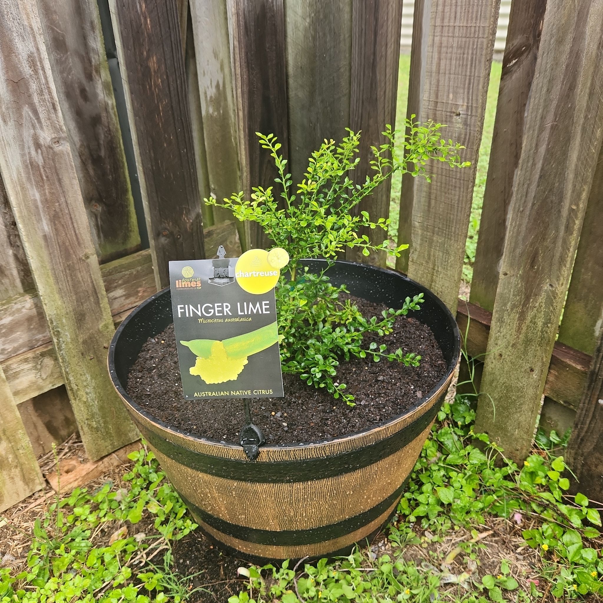 Photo of the plant species Green Finger Lime by @Gypsygirrl89 named Finger Lime on Greg, the plant care app