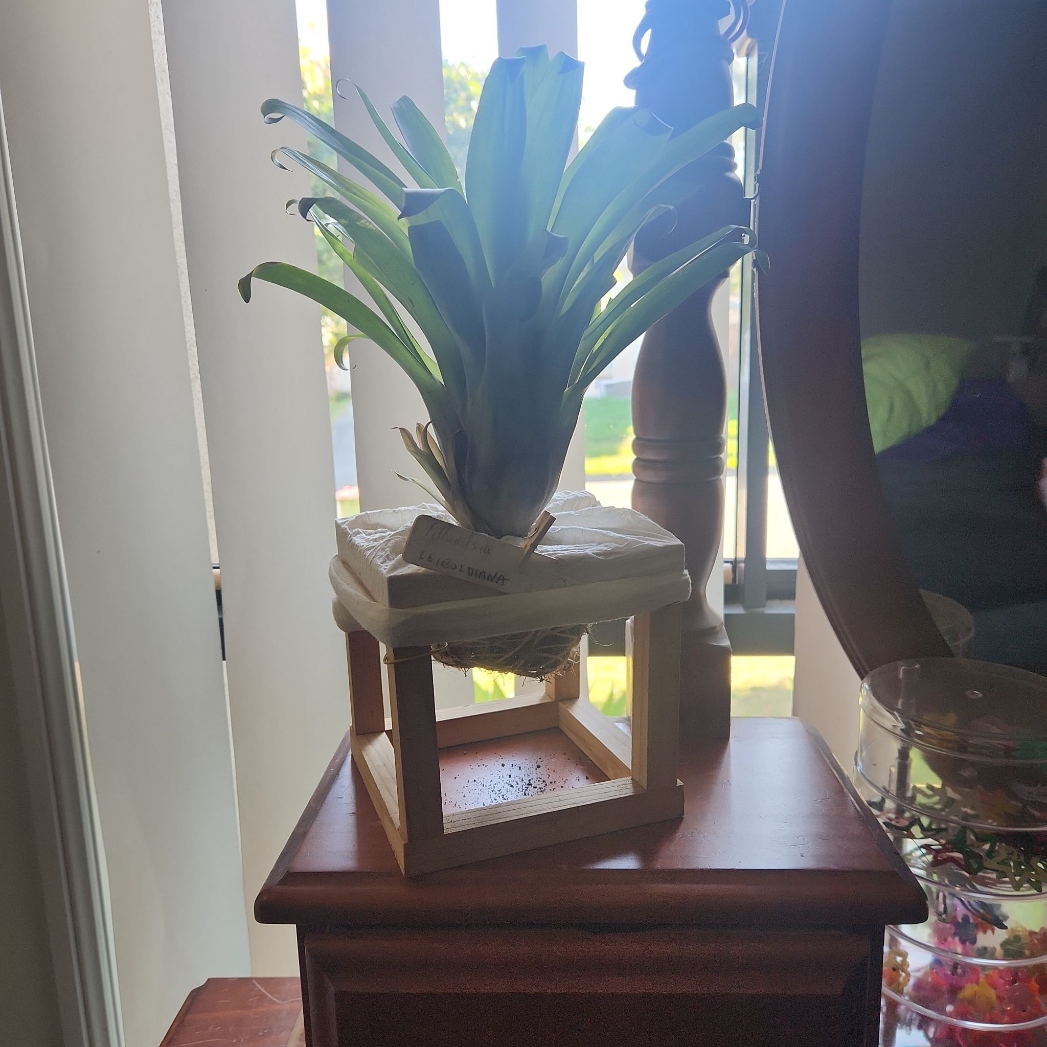 Photo of the plant species Tillandsia leiboldiana 'Mora' by @Gypsygirrl89 named Pretty on Greg, the plant care app
