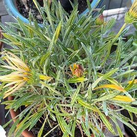 Photo of the plant species Treasureflower by @StarBearsear39 named Treeyoncé on Greg, the plant care app
