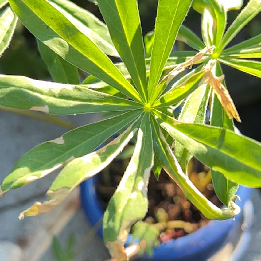 Photo of the plant species Big-Leaved Lupine by @StarBearsear39 named Achilles on Greg, the plant care app