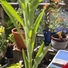 Photo of the plant species Daisy by @StarBearsear39 named Keanu Leaves on Greg, the plant care app