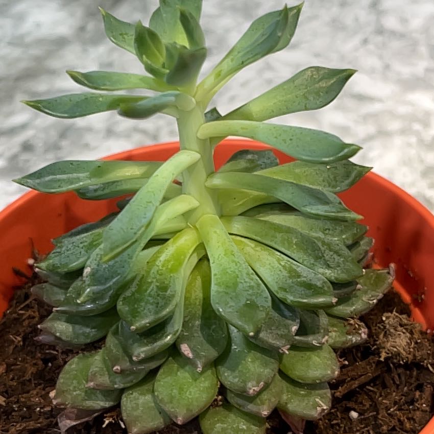 Nymphadora Tonks
