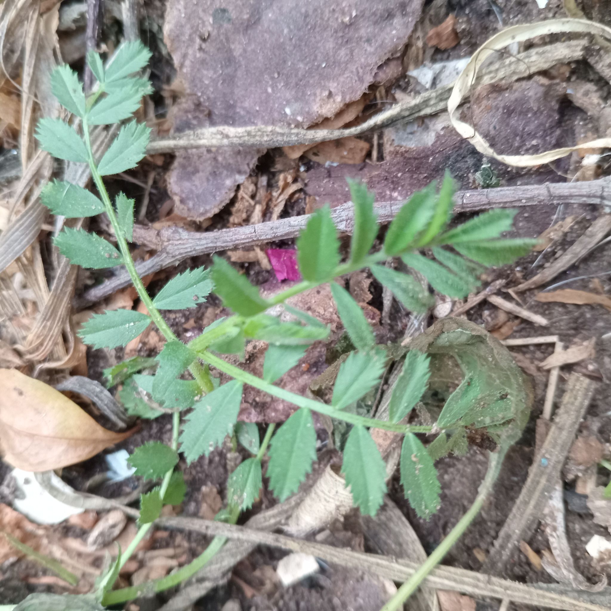 Photo of the plant species chickpea by @GemTexasmadrone named Leaf Erickson on Greg, the plant care app