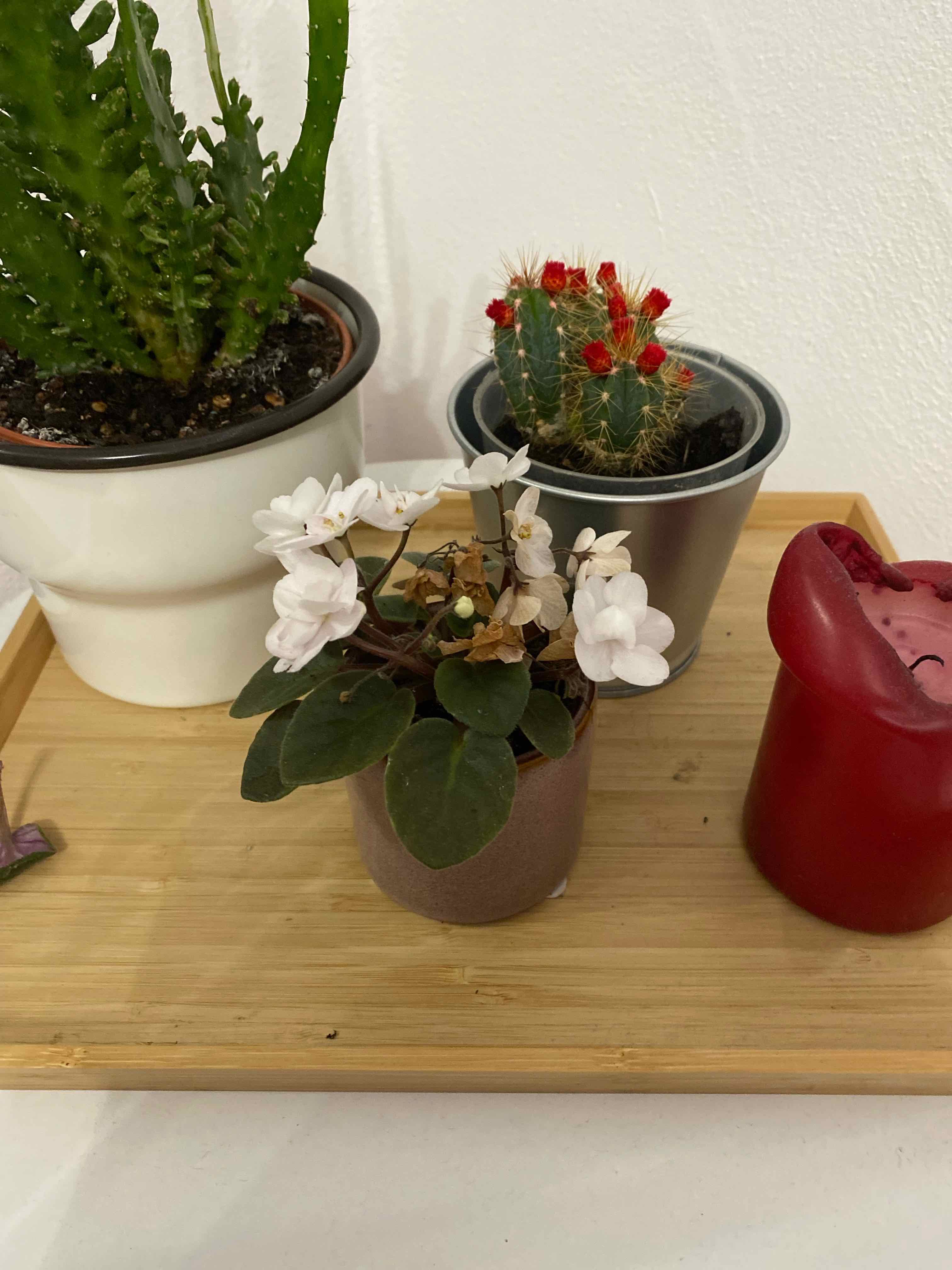 Kenyan Violet with white flowers in a pot, alongside other plants and a red candle.
