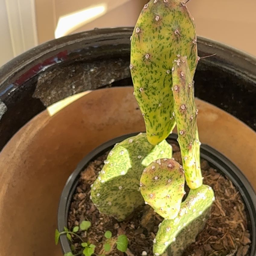 Photo of the plant species Sunburst Opuntia by @NurseRubbervine named Aria on Greg, the plant care app