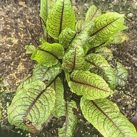 Photo of the plant species Redvein Dock by @SuaveBluerose named Bruce Lee on Greg, the plant care app