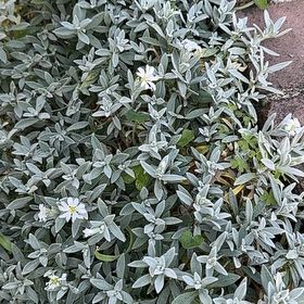 Photo of the plant species Snow-in-Summer by @SuaveBluerose named Harmony on Greg, the plant care app