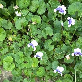 Photo of the plant species Viola Banksii by @SuaveBluerose named Orlando Bloom on Greg, the plant care app