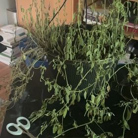 Photo of the plant species Spanish Snapdragon by @BlessedCactus named Eva on Greg, the plant care app