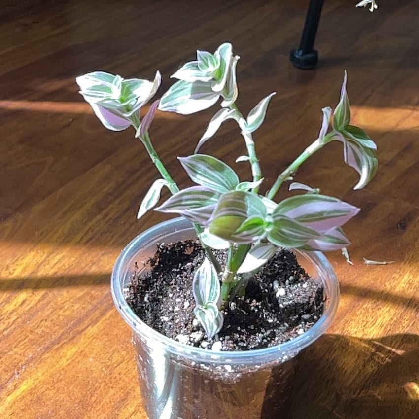 Photo of the plant species Tradescantia 'Lavendar' by @AnewRabbitsfoot named Doja Cat on Greg, the plant care app