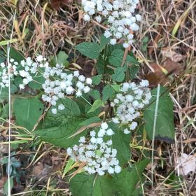 Photo of the plant species White Crownbeard by @TimelyLichen25 named Mollie on Greg, the plant care app