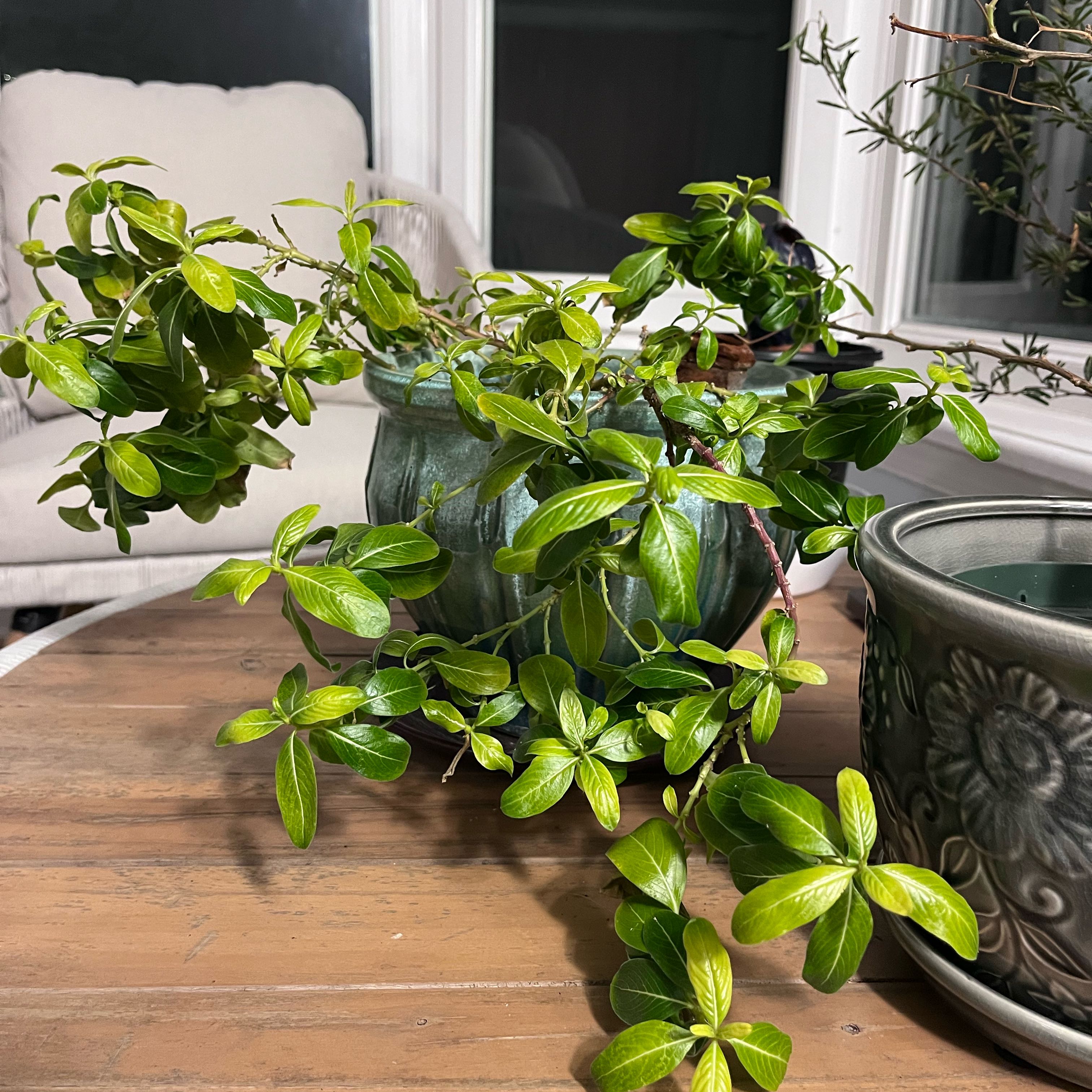 Photo of the plant species Periwinkles by @TimelyLichen25 named Michelle Branch on Greg, the plant care app