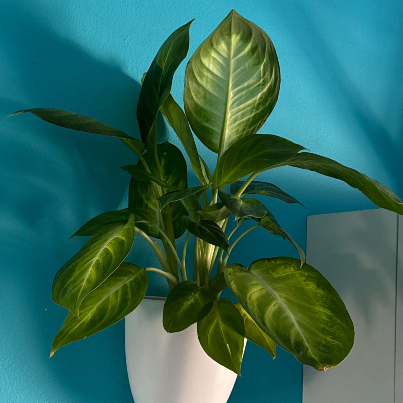Photo of the plant species Dieffenbachia 'Honeydew' by @Crazy4Pothos named Wall-E on Greg, the plant care app