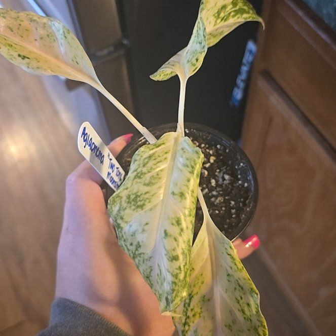 Photo of the plant species aglaonema moonstone by @ImpartialLithop named Winston on Greg, the plant care app