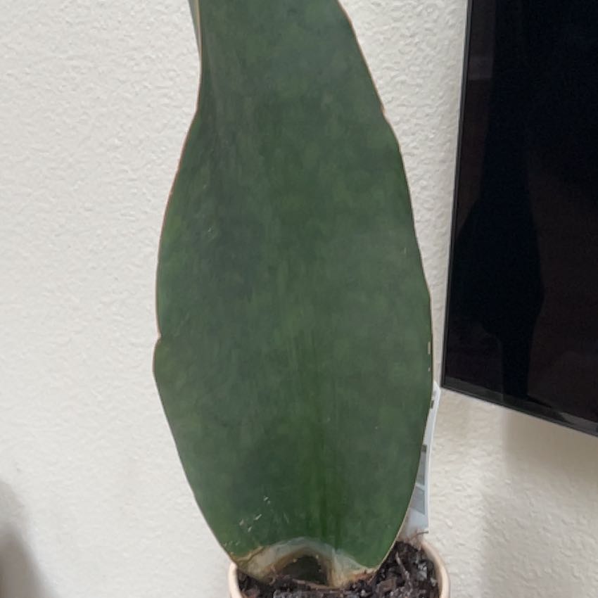 Photo of the plant species Whale Fin 'Black' by @CoolWaterviolet named Keanu Leaves on Greg, the plant care app