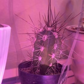 Photo of the plant species Organ Pipe Cactus by @JulieTpotAmus named Meanie on Greg, the plant care app