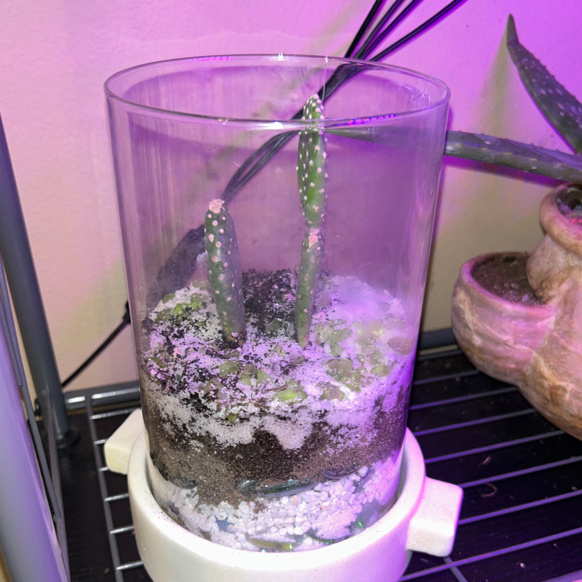 Photo of the plant species Mona Lisa by @JulieTpotAmus named Khaleesi on Greg, the plant care app