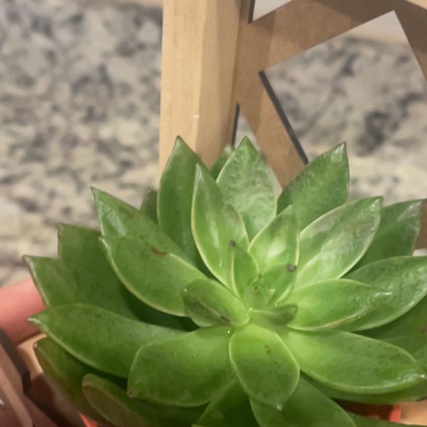 Photo of the plant species Assorted Tacisedum by @JollyMoonflower named McKinley on Greg, the plant care app
