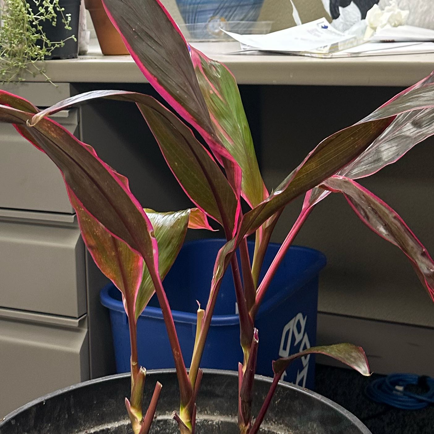 Photo of the plant species Cordyline 'Red Sister' by @SoundlyFeltbush named Taylor Swift on Greg, the plant care app
