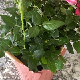 Photo of the plant species Salvia 'Rose Bi-Color' by @GodlyPetuniamix named Kobe on Greg, the plant care app