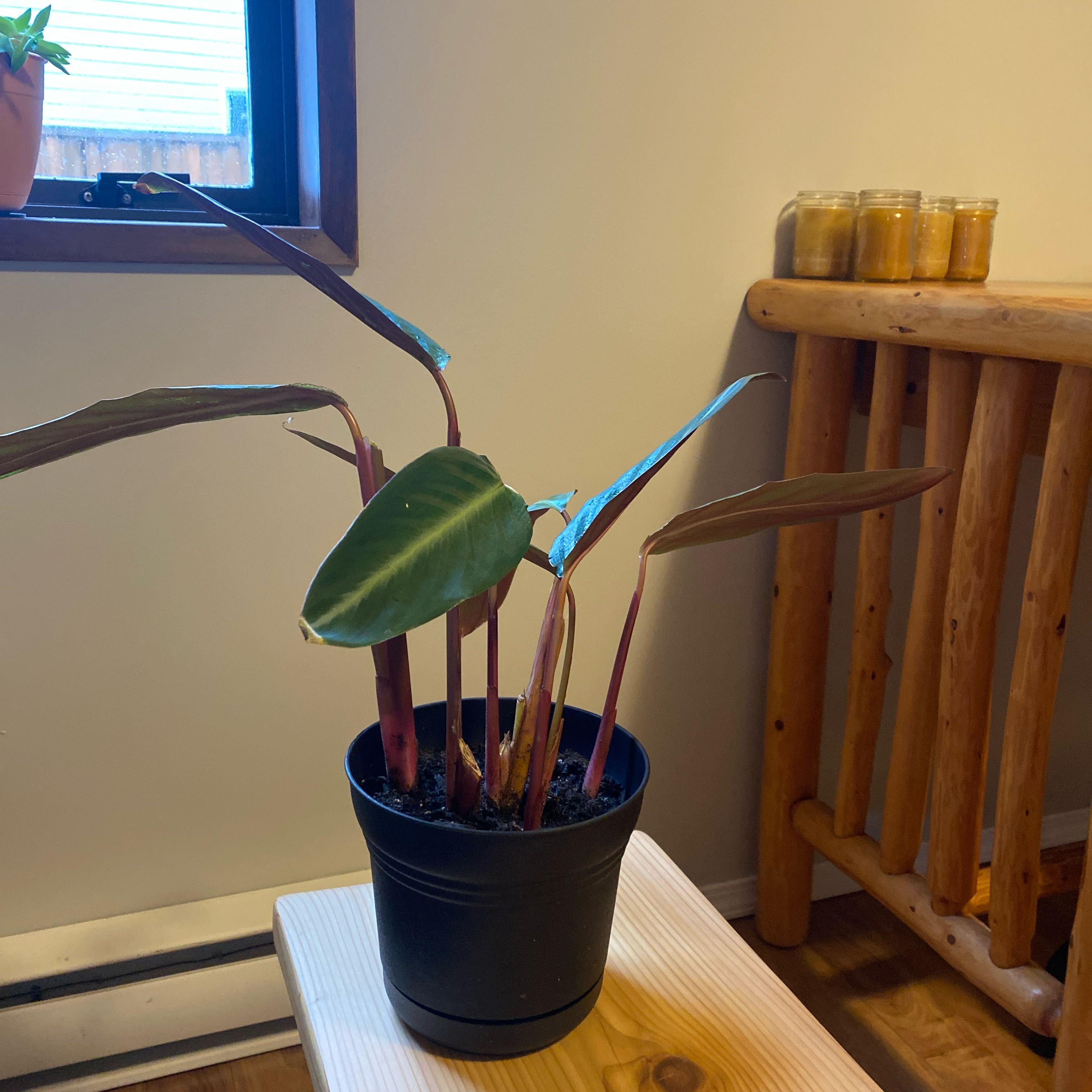 Photo of the plant species Stromanthe sanguinea 'Stripestar' by @VipBlueoatgrass named Anne on Greg, the plant care app