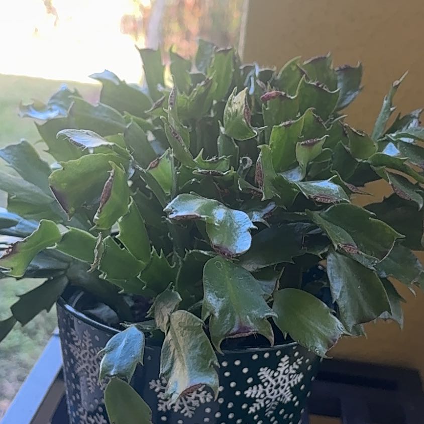 Photo of the plant species Zygocatus by @Francobravo7 named Holly on Greg, the plant care app