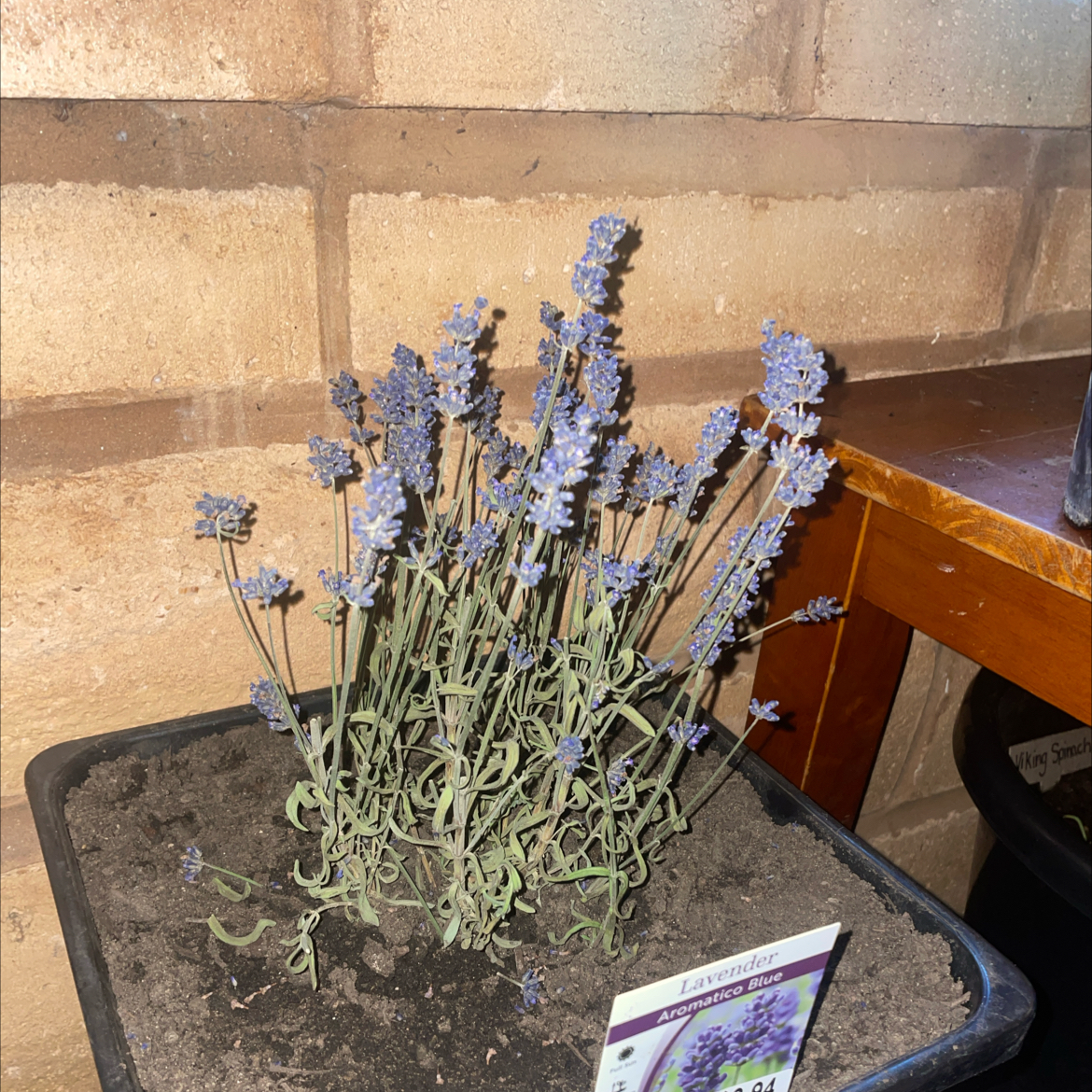 Photo of the plant species English Lavender 'Aromatico Blue' by @SpecialRedmambo named Scarlett on Greg, the plant care app