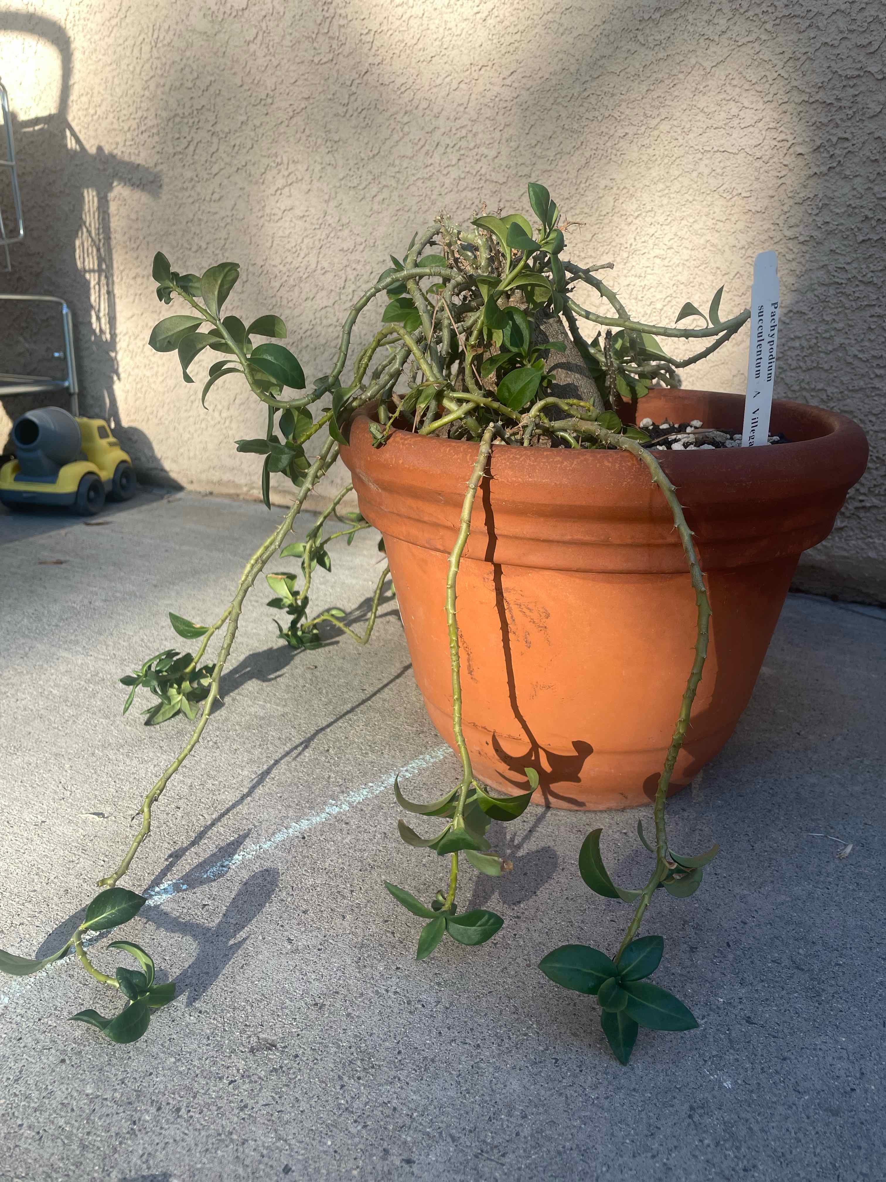 Photo of the plant species elephant's foot plant by @hellodenise named Anne on Greg, the plant care app