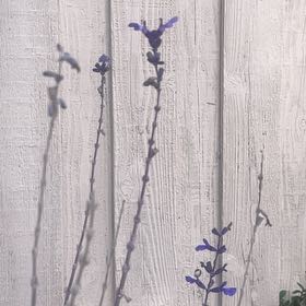 Photo of the plant species Salvia 'Mystic Spires Blue' by @hellodenise named Clooney on Greg, the plant care app