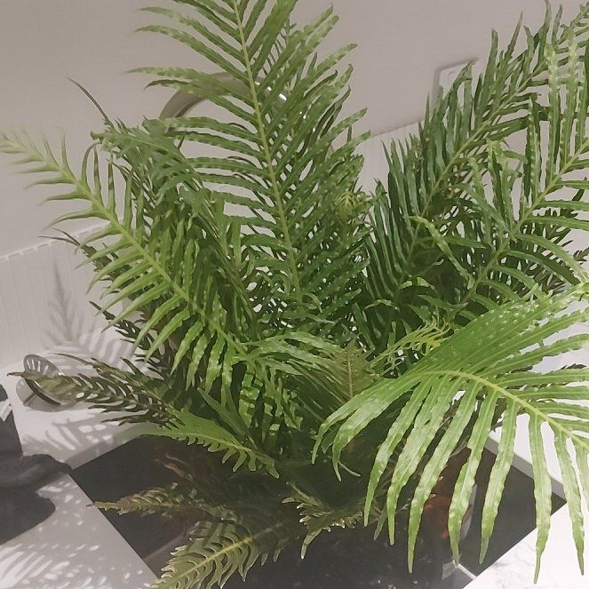 Photo of the plant species Silver Lady Fern by @NeatMikimiki16 named Queen on Greg, the plant care app