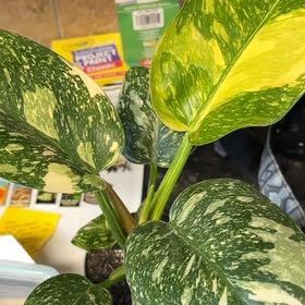 Photo of the plant species Green Congo by @VerdurousMoss named Diana on Greg, the plant care app