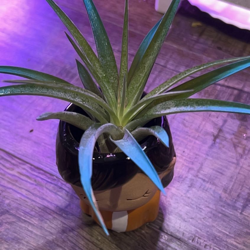 Photo of the plant species Velutina Blue Raspberry by @BonusAcajou94 named Beauregard on Greg, the plant care app