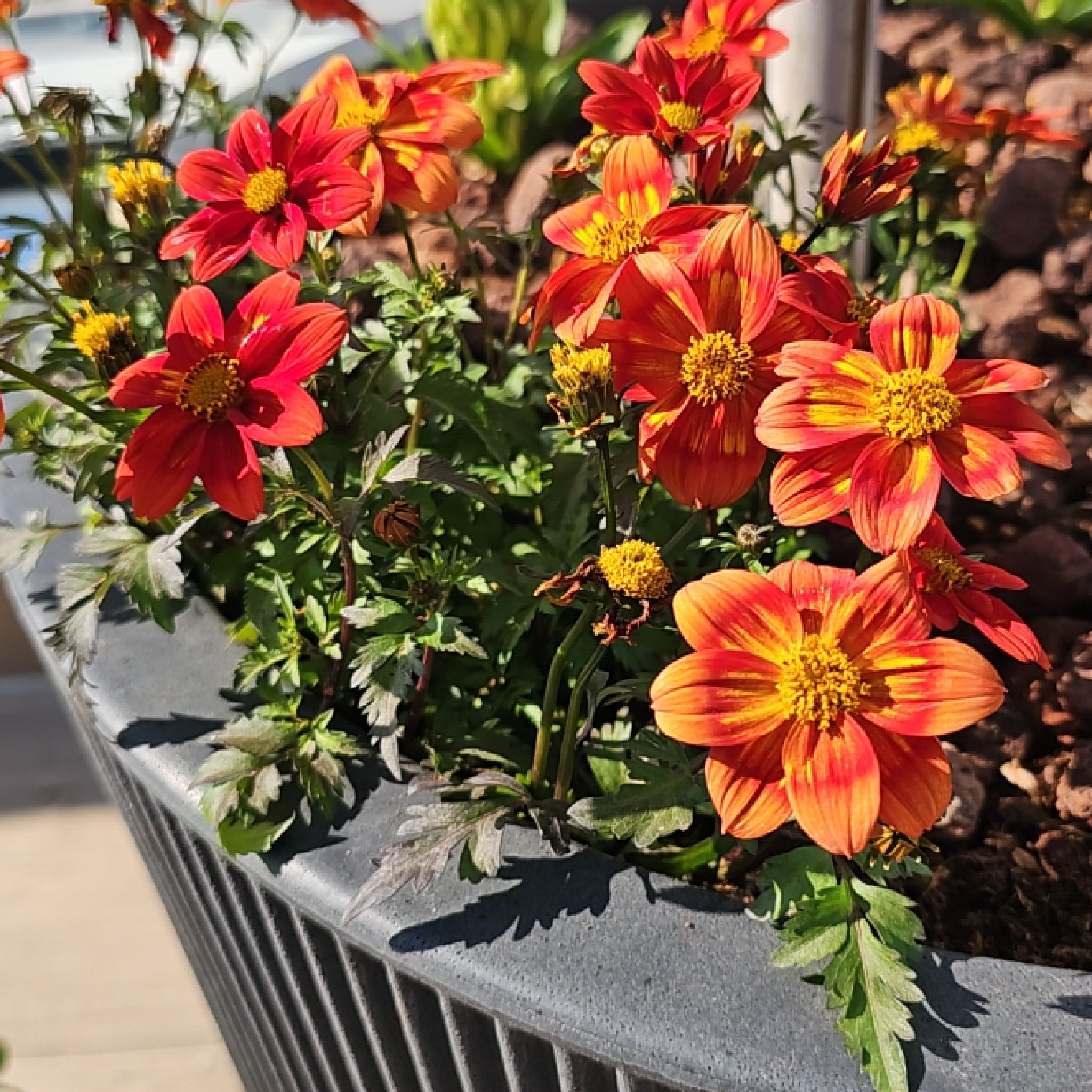 Photo of the plant species Arizona Beggarticks by @ChampRichweed named Gates on Greg, the plant care app