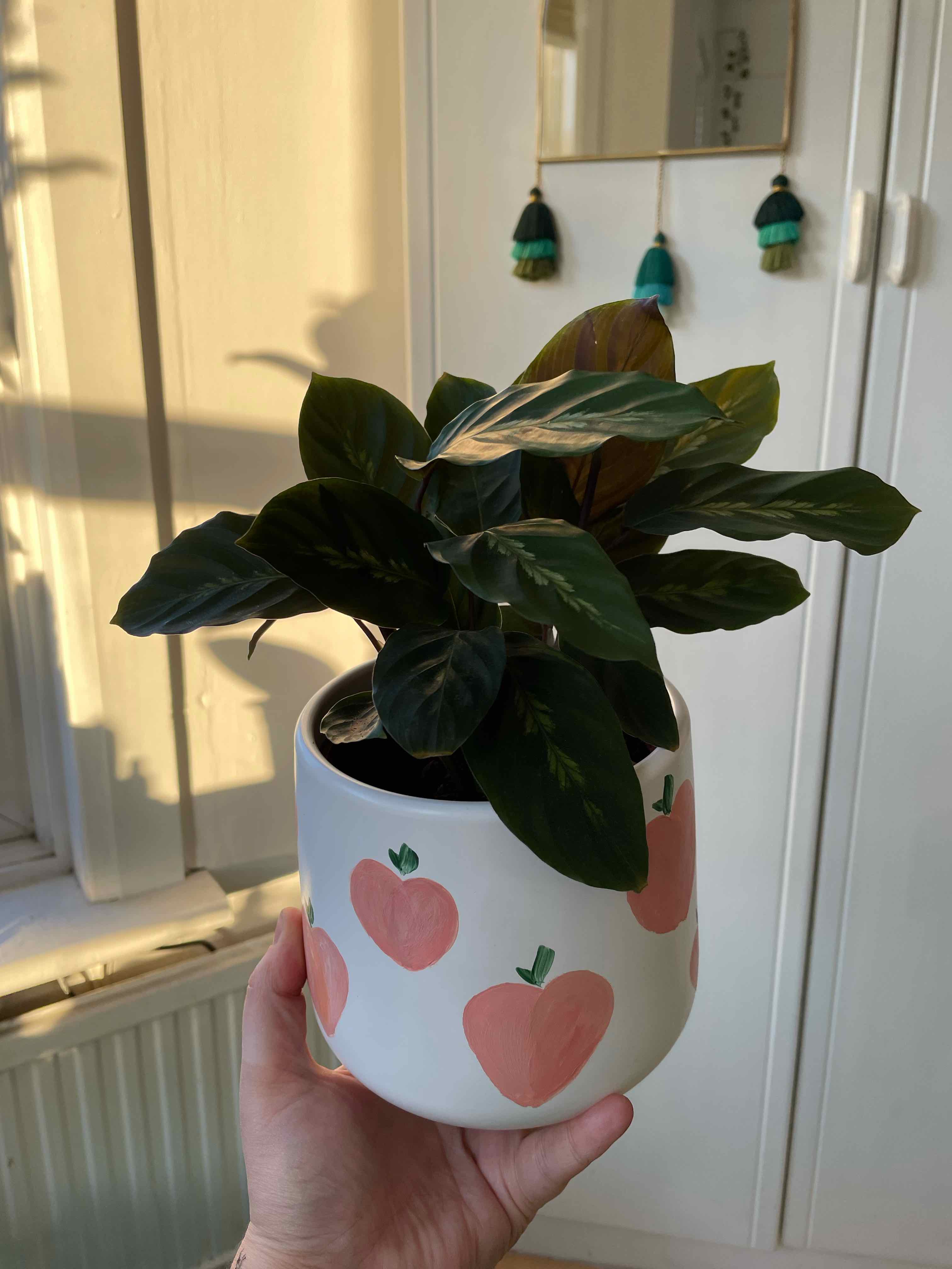 Prayer Plant 'Maui Queen' in a decorative pot with peach designs, held by a hand.