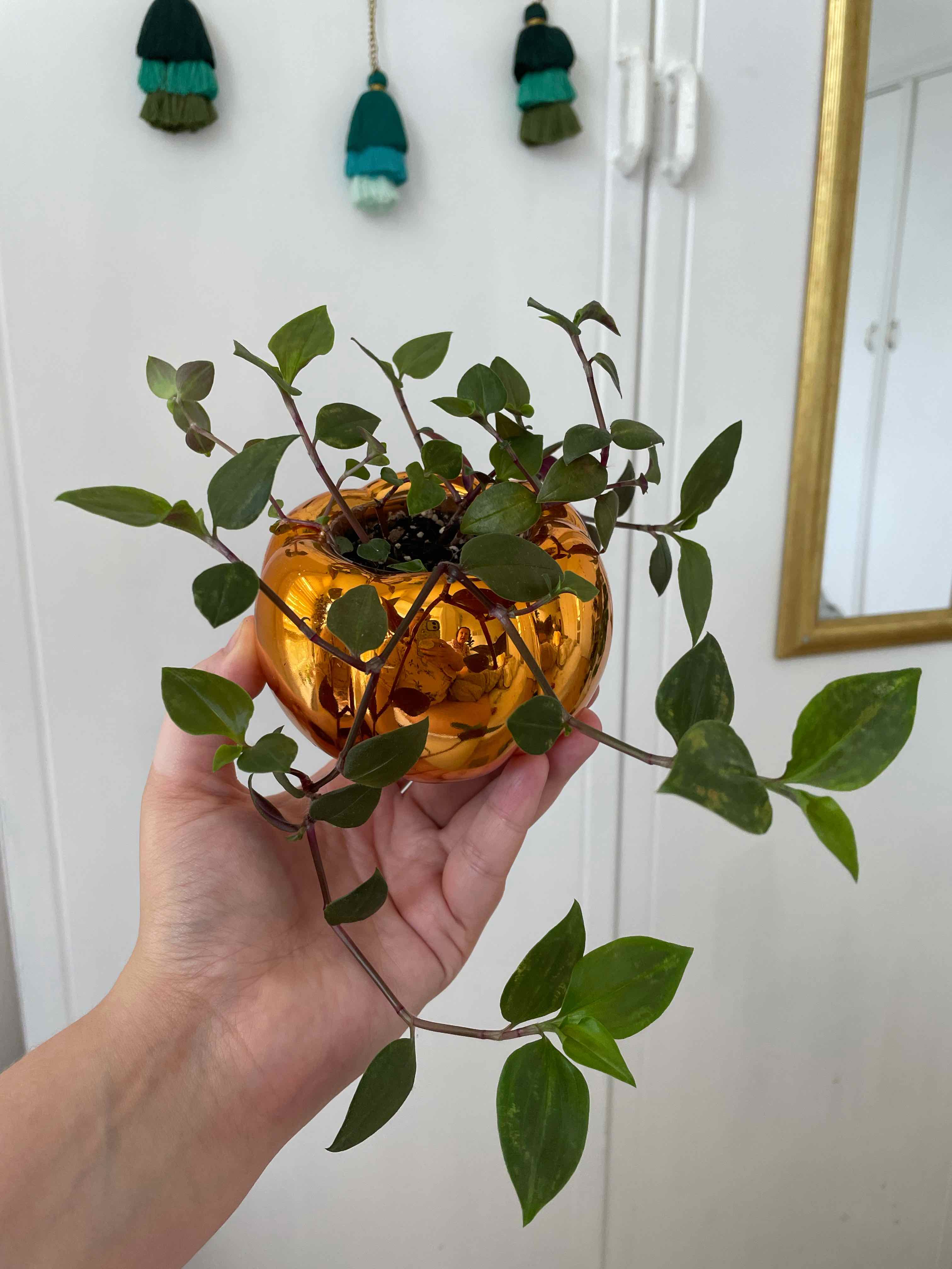 Tahitian Bridal Veil plant in an orange pot, held by a hand.