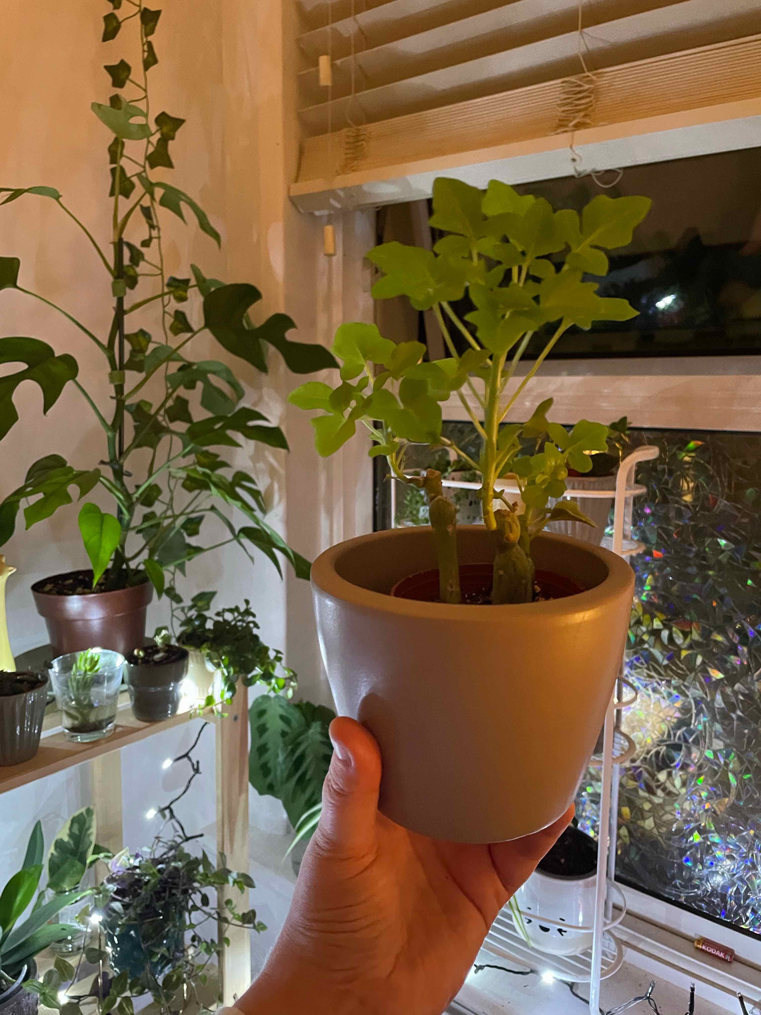 A healthy Candle Plant in a pot being held by a hand, with other plants in the background.