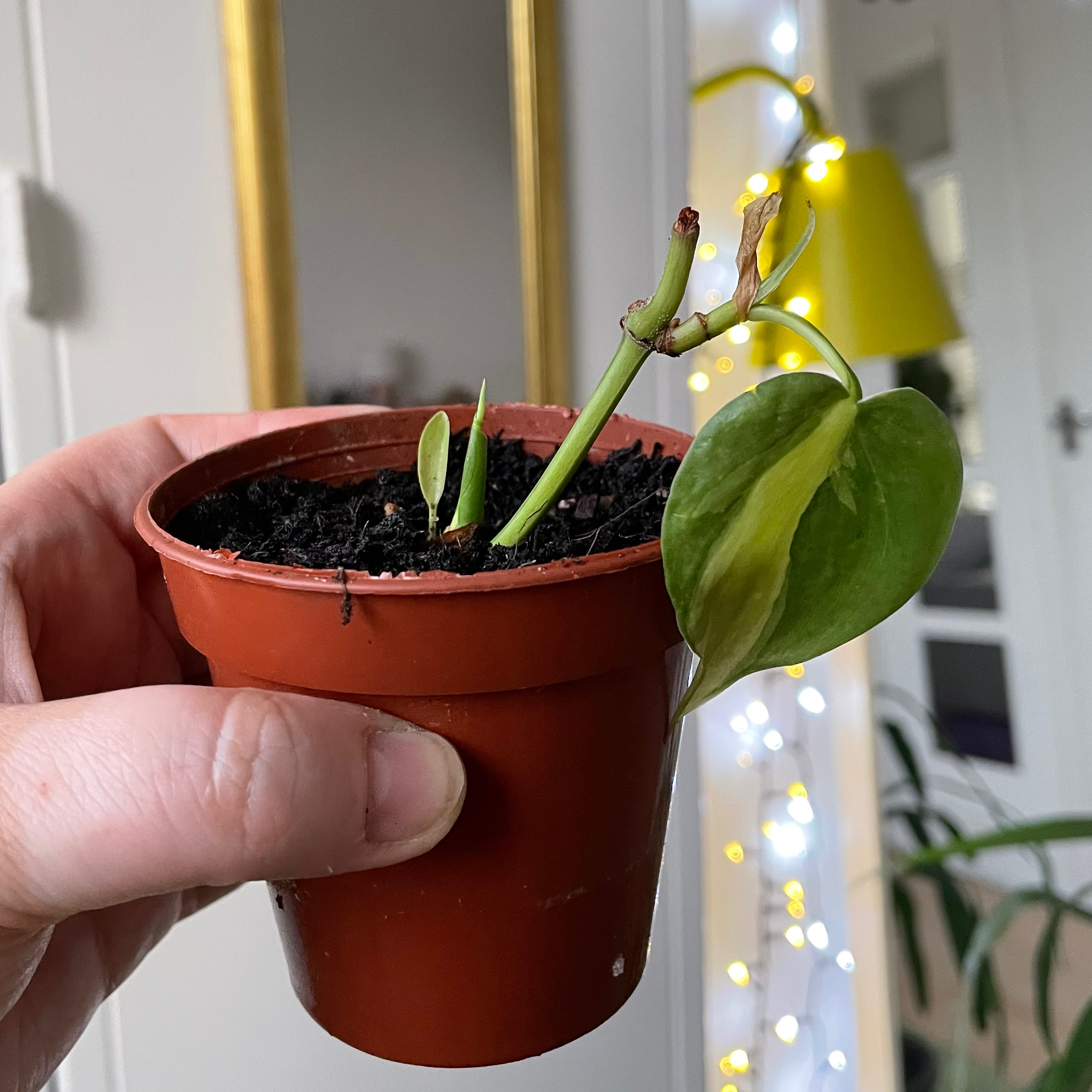 Brazil Philodendron plant in a brown pot, held by a hand. One leaf shows yellowing.