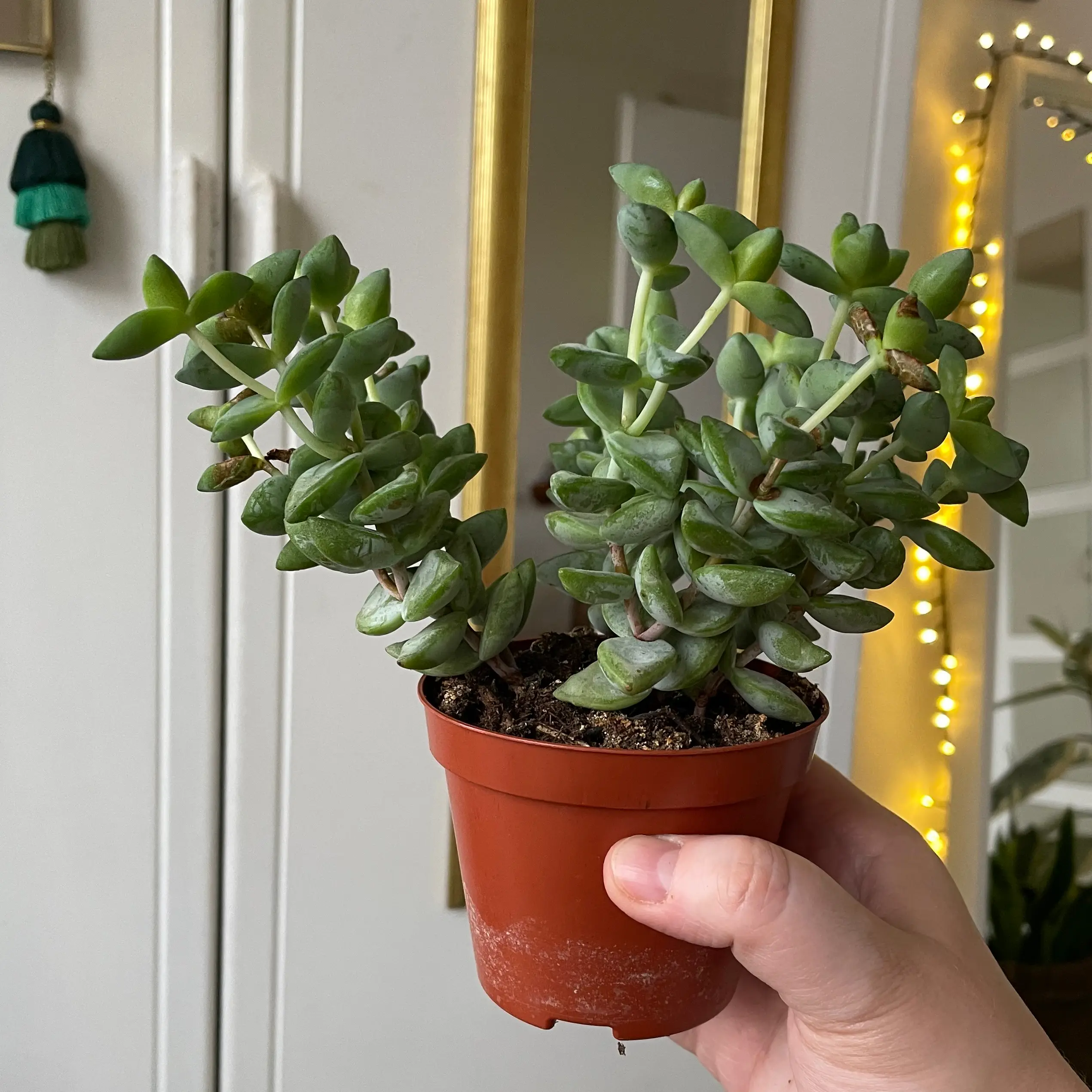 A healthy Tom Thumb succulent in a small pot, held by a hand, with a mirror and decorations in the background.