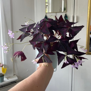 Purple Shamrocks plant photo by @plantitlikelauren named Elle on Greg, the plant care app.