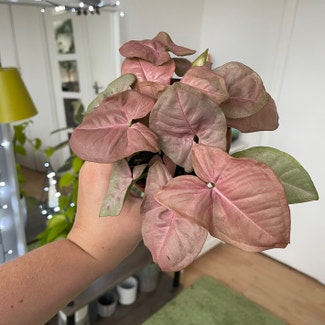 Pink Syngonium plant in London, England