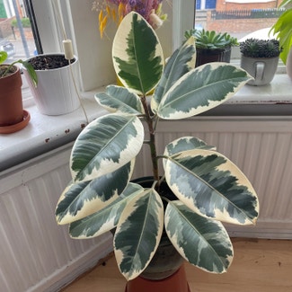 Rubber Plant plant in London, England