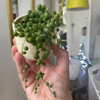 String of Pearls plant in London, England
