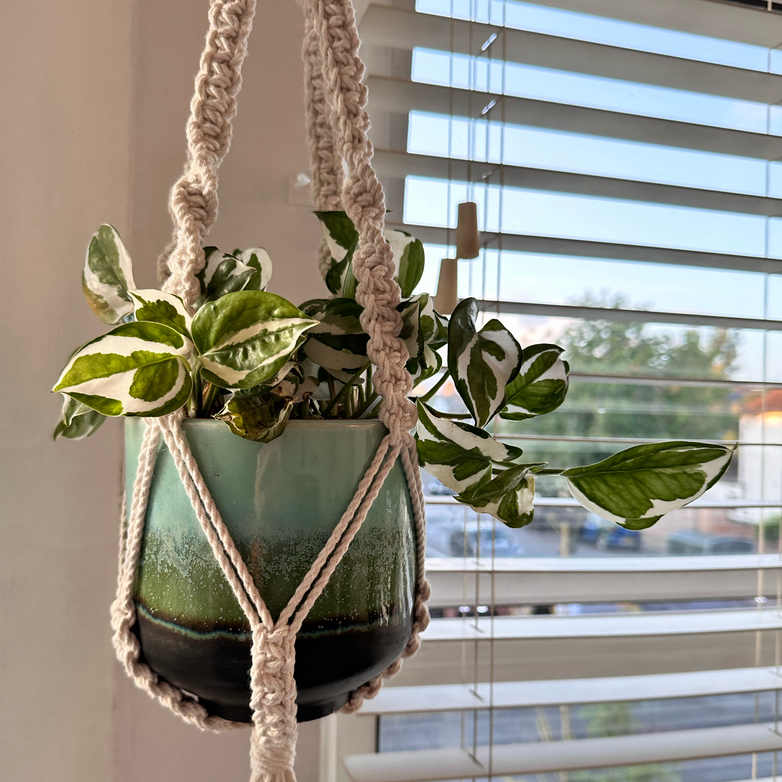 Glacier Pothos plant in a hanging pot with green and white variegated leaves.