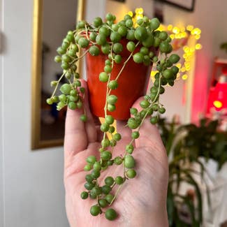 String of Pearls plant in London, England