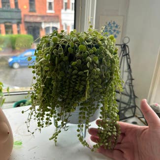String of Turtles plant in London, England
