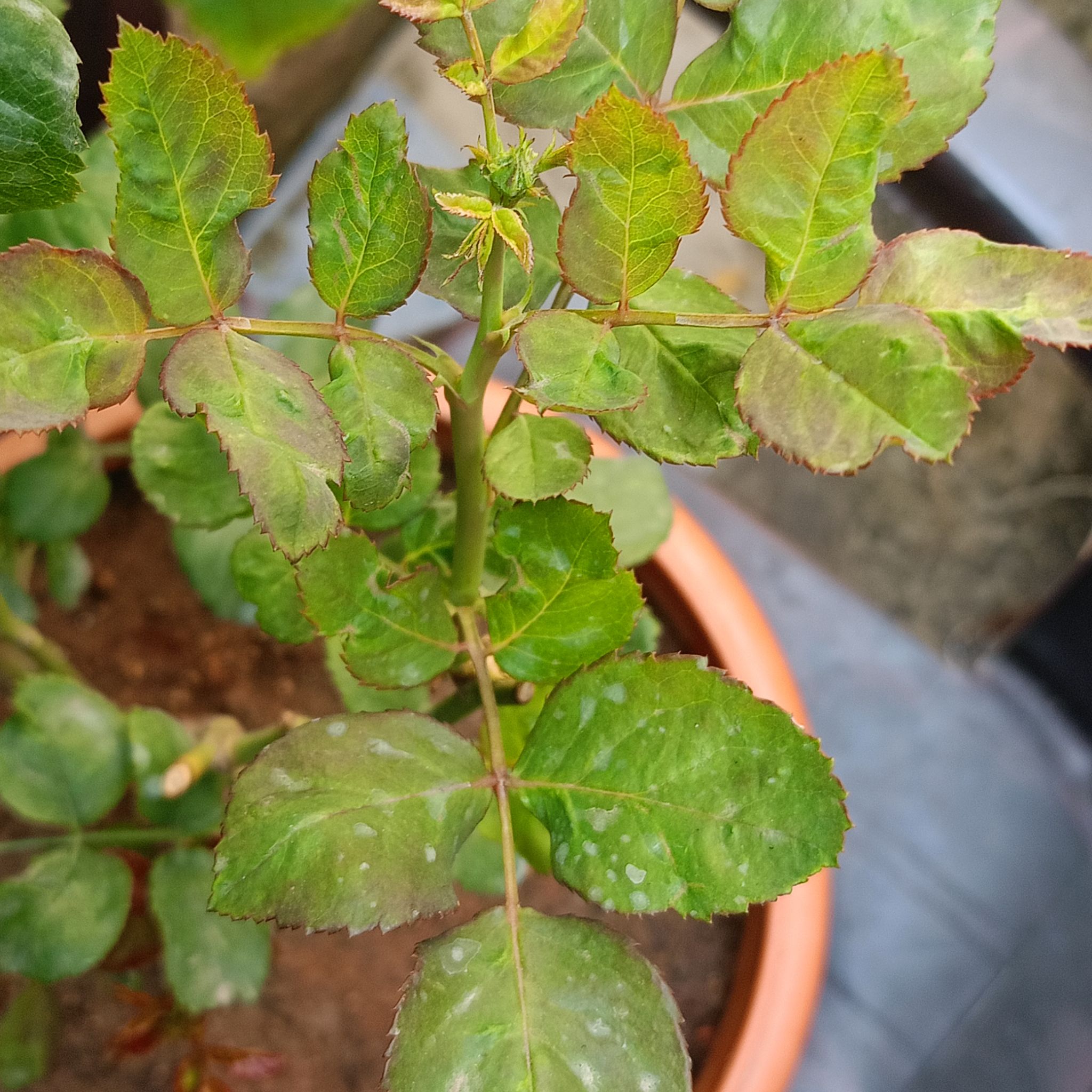 Photo of the plant species Hybrid Rose by @GnarlyGermanivy named Peter Parker on Greg, the plant care app