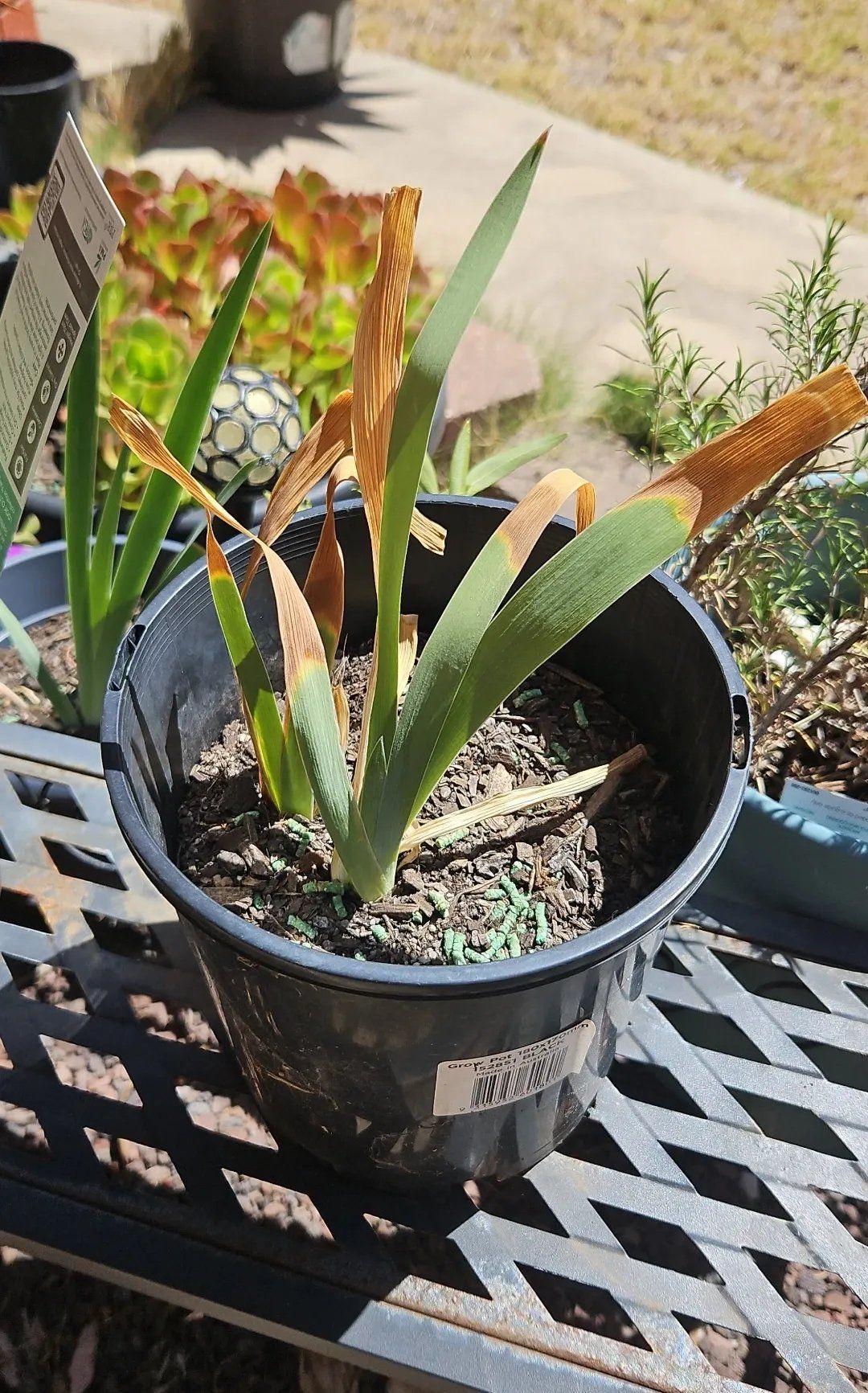 Photo of the plant species Bearded Iris 'Shazam' by @ZingyTigerlily named Sahara on Greg, the plant care app