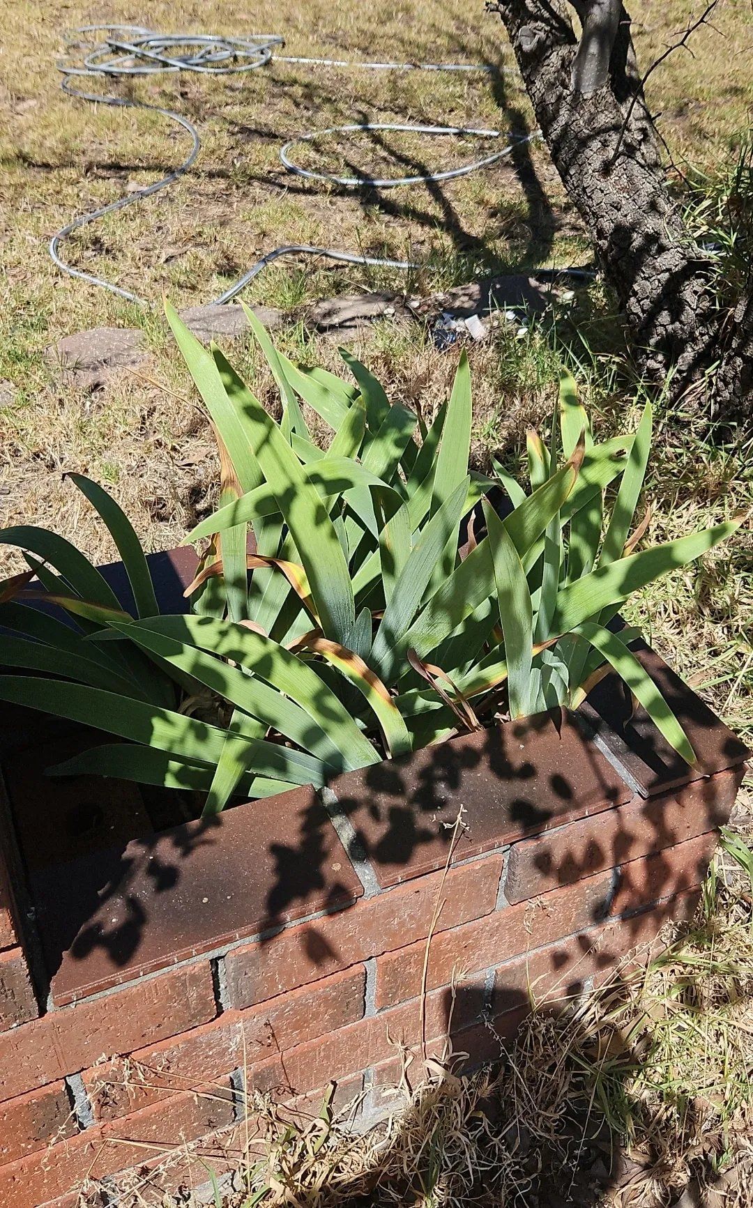 Photo of the plant species Bearded Iris 'Shazam' by @ZingyTigerlily named Tolkien on Greg, the plant care app