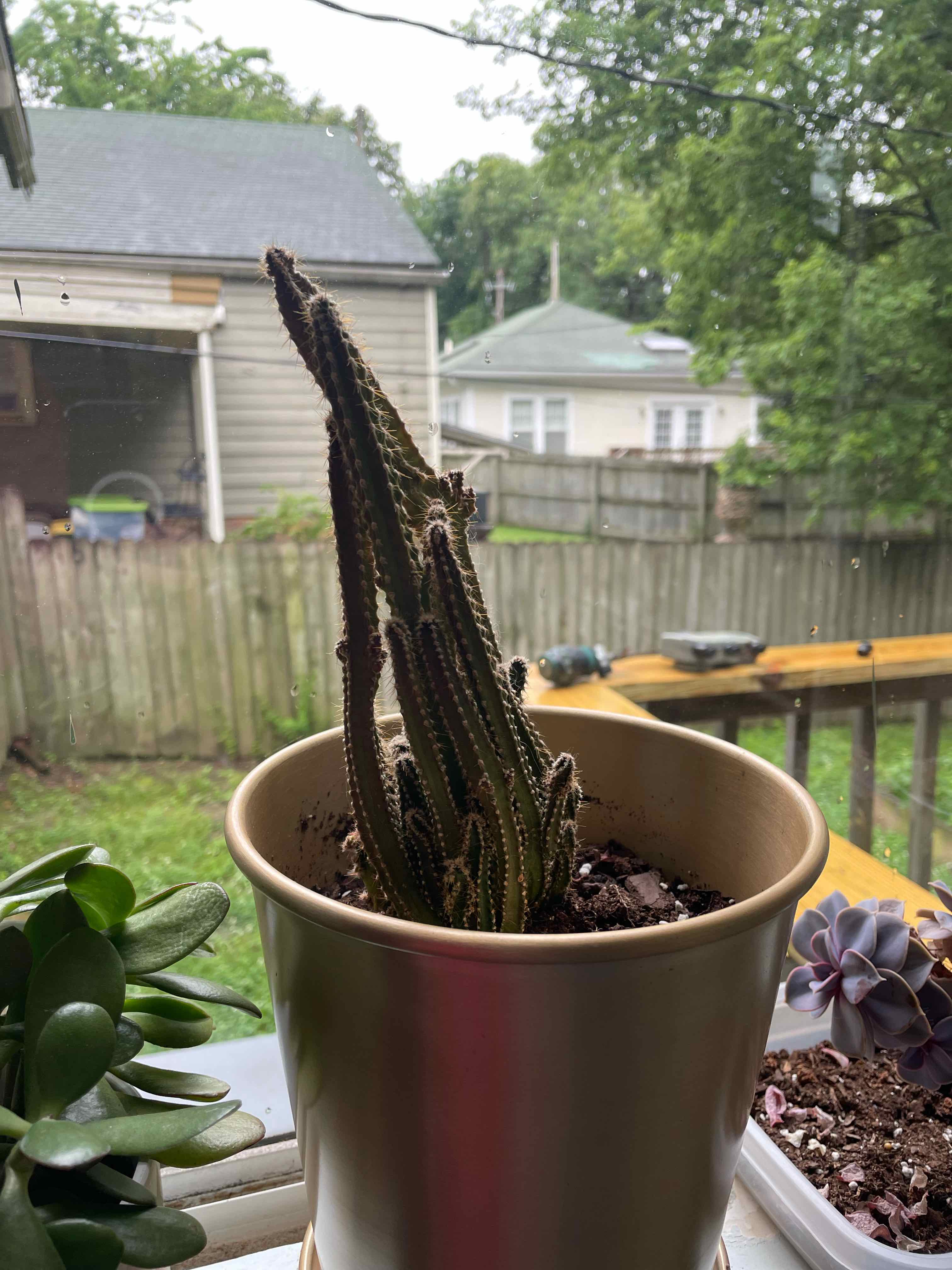 Fairy Castle Cactus in a pot on a windowsill with a garden in the background.